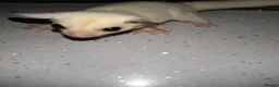 Sugar Glider rodents for sale: Stunning baby sugar gliders  - Advert 7