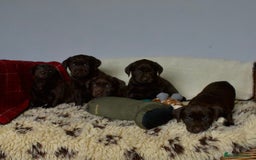 Labrador Retriever dogs for sale: Chocolate Labrador puppies, KC reg, health tested, - Image 3