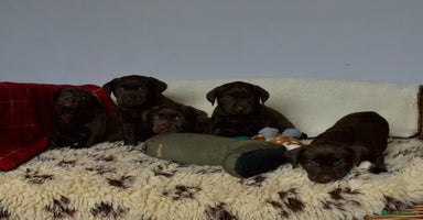 Labrador Retriever dogs - Advert 4
