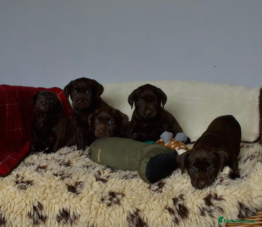 Labrador Retriever dogs for sale: Chocolate Labrador puppies, KC reg, health tested, - Image 3