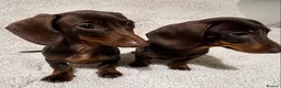 Miniature Dachshund dogs for sale: Miniature dachshund puppies  in Preston - Advert 4