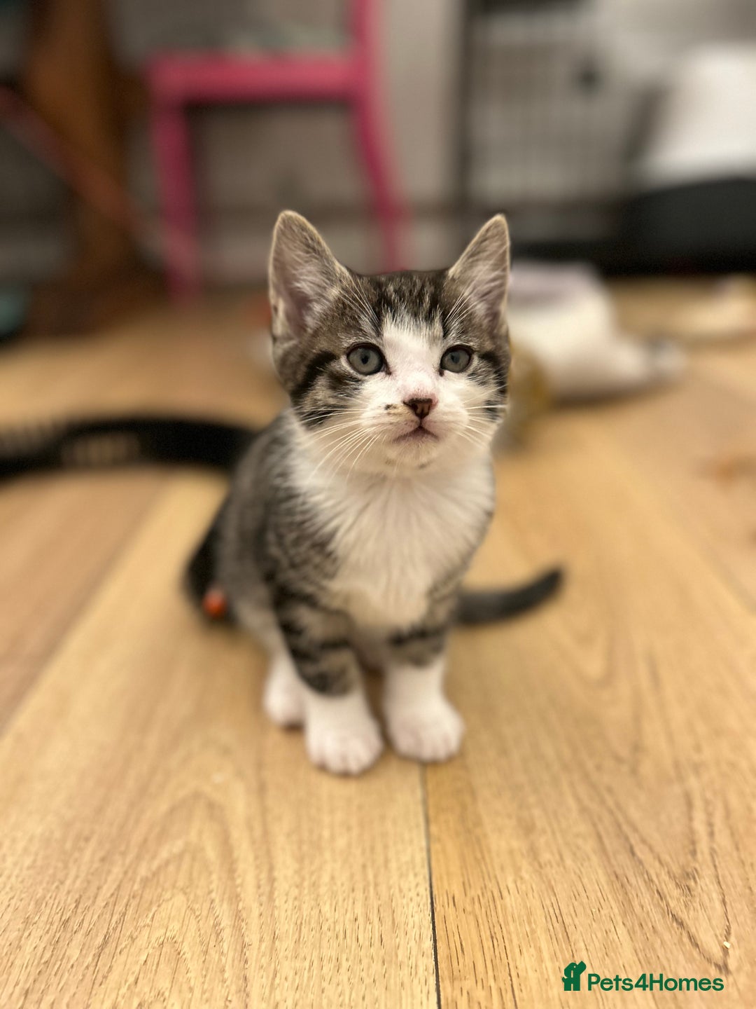 Ragcoon cats for sale: Ragcoons!  in Shepton Mallet - Image 22
