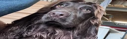 Cocker Spaniel dogs for sale: Female cocker spaniel  - Advert 1