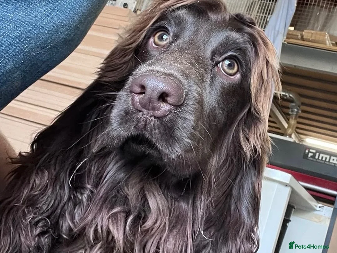 Cocker Spaniel dogs for sale: Female cocker spaniel  - Advert 1