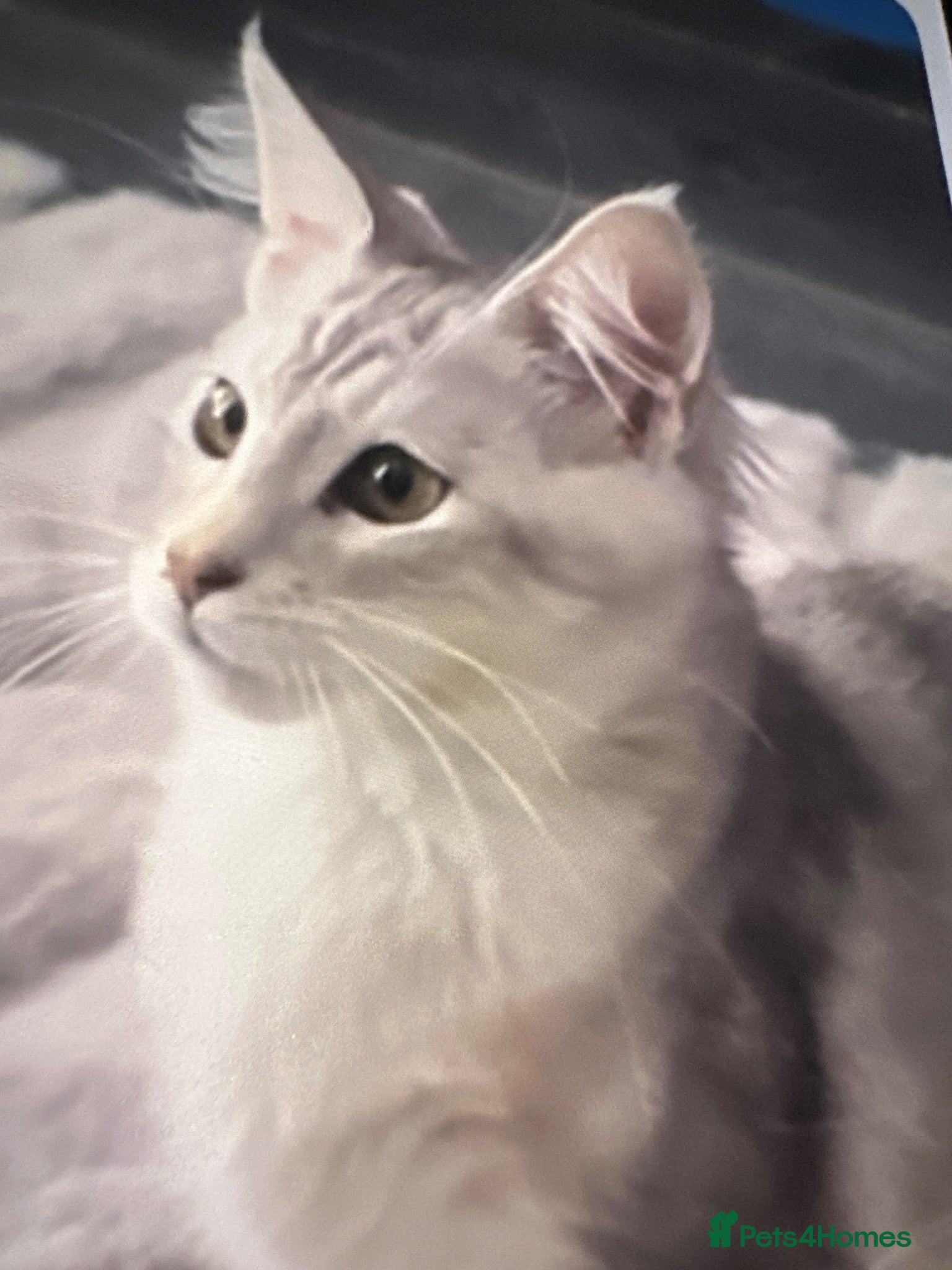 Siberian cats Siberian X Mainecoin Kittens / boys left  - Advert 1