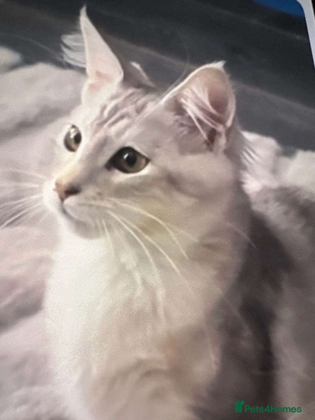 Siberian cats for sale: Siberian X Mainecoin Kittens / boys left  - Advert 1