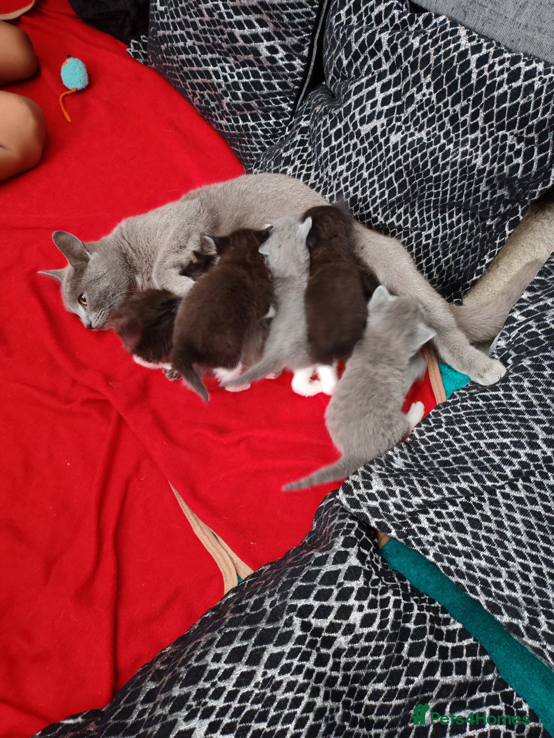British Shorthair cats for sale: British shorthair kittens  - Image 2