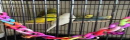 Budgerigars birds for sale: 🐦 BEAUTIFUL BUDGIES – READY FOR NEW HOMES 🐦 in Enfield - Advert 2