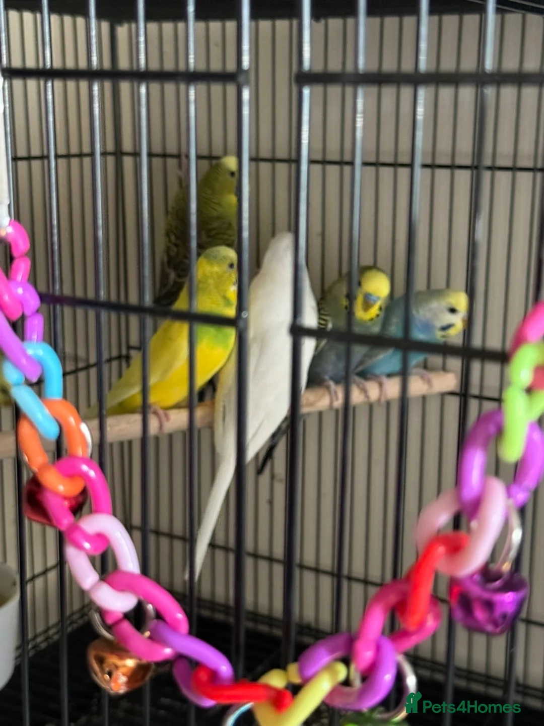 Budgerigars birds for sale: 🐦 BEAUTIFUL BUDGIES – READY FOR NEW HOMES 🐦 in Enfield - Advert 2