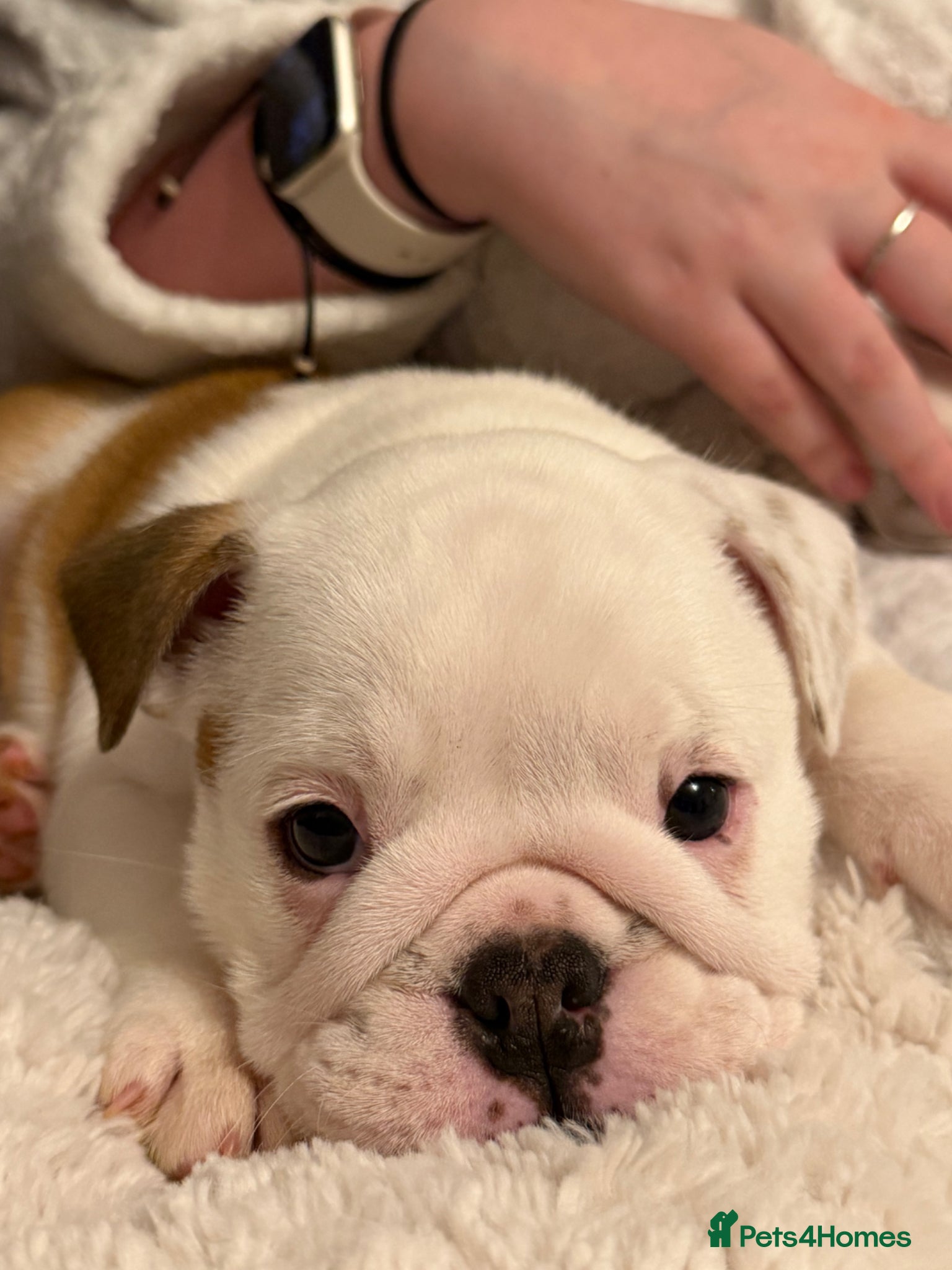 English Bulldog dogs Beautiful female English Bulldog  - Advert 5