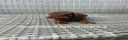 Miniature Dachshund dogs for sale: Miniature dachsunds in Bradford - Advert 13