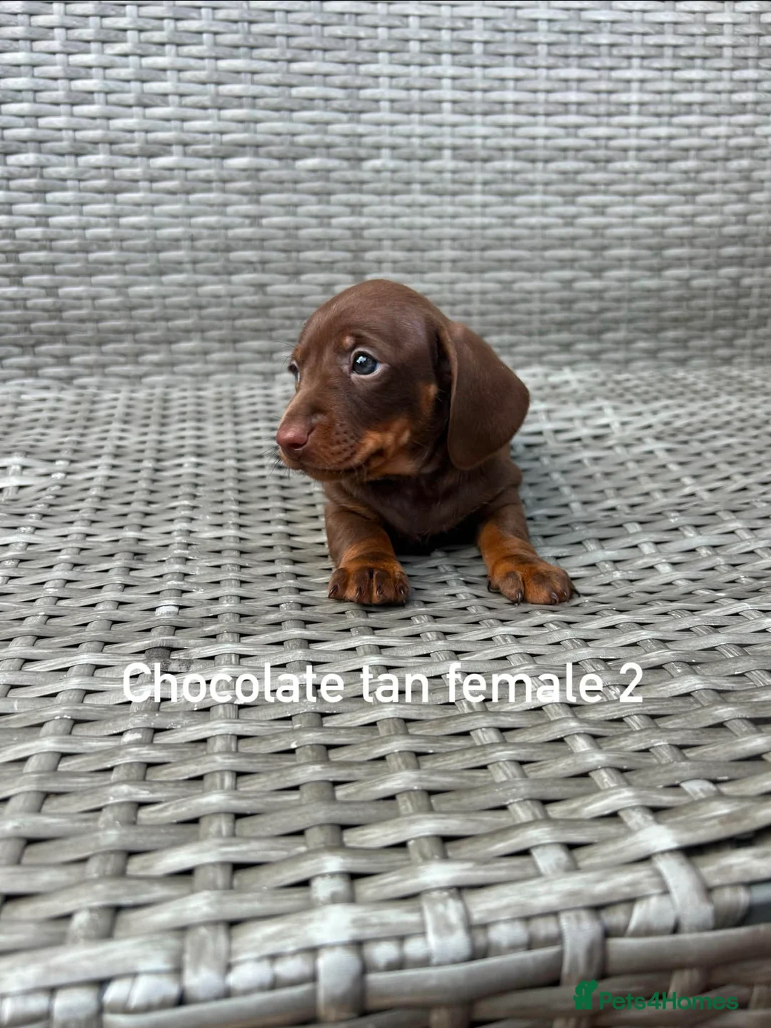 Miniature Dachshund dogs for sale: Miniature dachsunds in Bradford - Advert 13