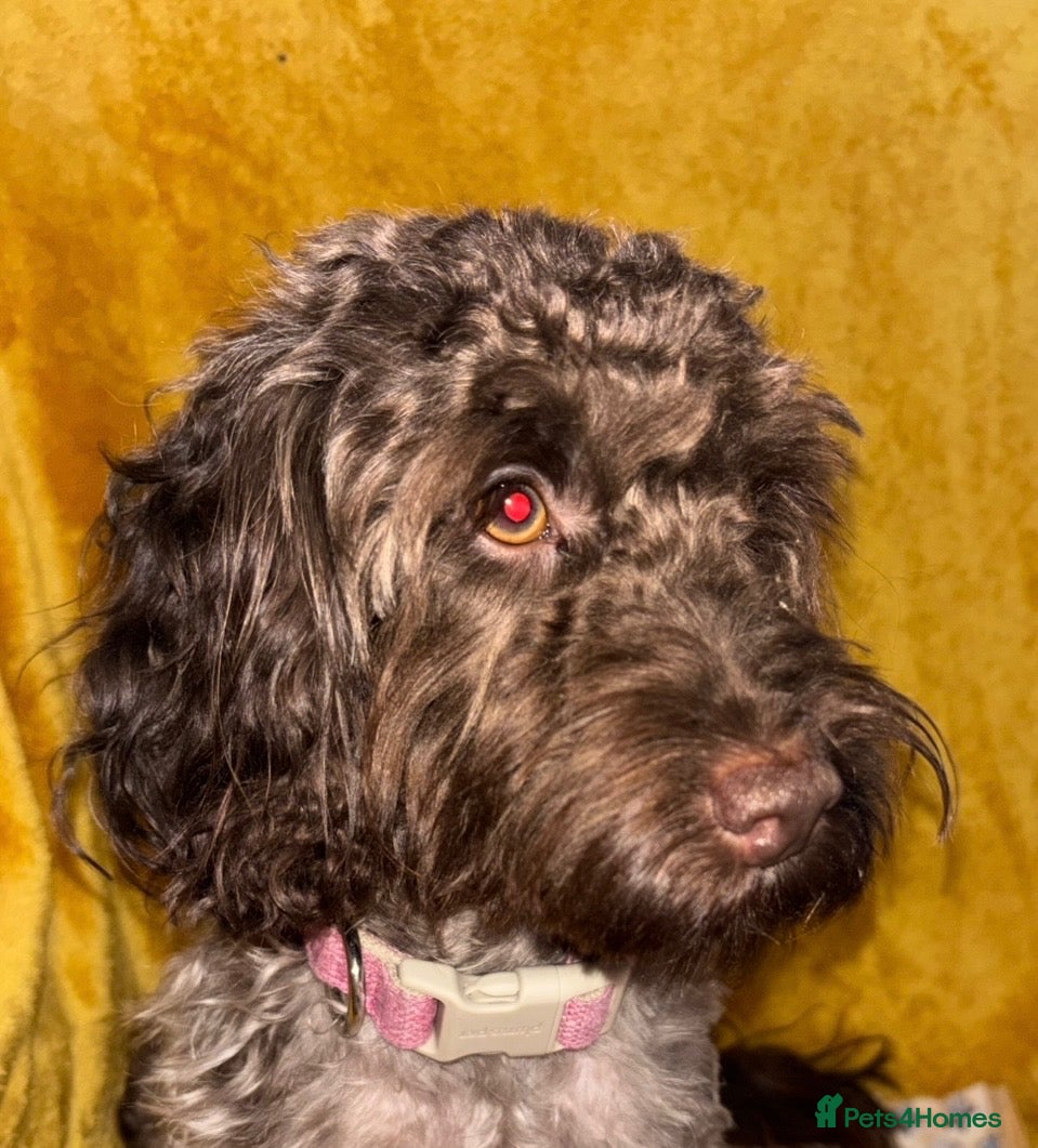 Cockapoo dogs Cockapoo - Advert 6