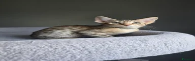 Savannah Kitten 2