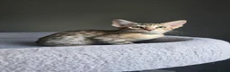 Savannah cats for sale: F8 SBT savannah kittens- TICA registered Ready Now - Advert 12