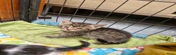 Mixed Breed cats for sale: Cats For Sale - Advert 1