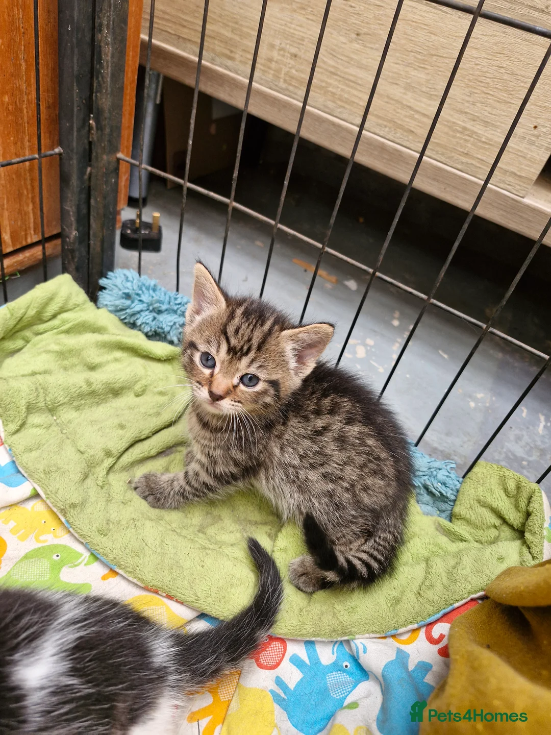Mixed Breed cats for sale: Cats For Sale - Advert 1