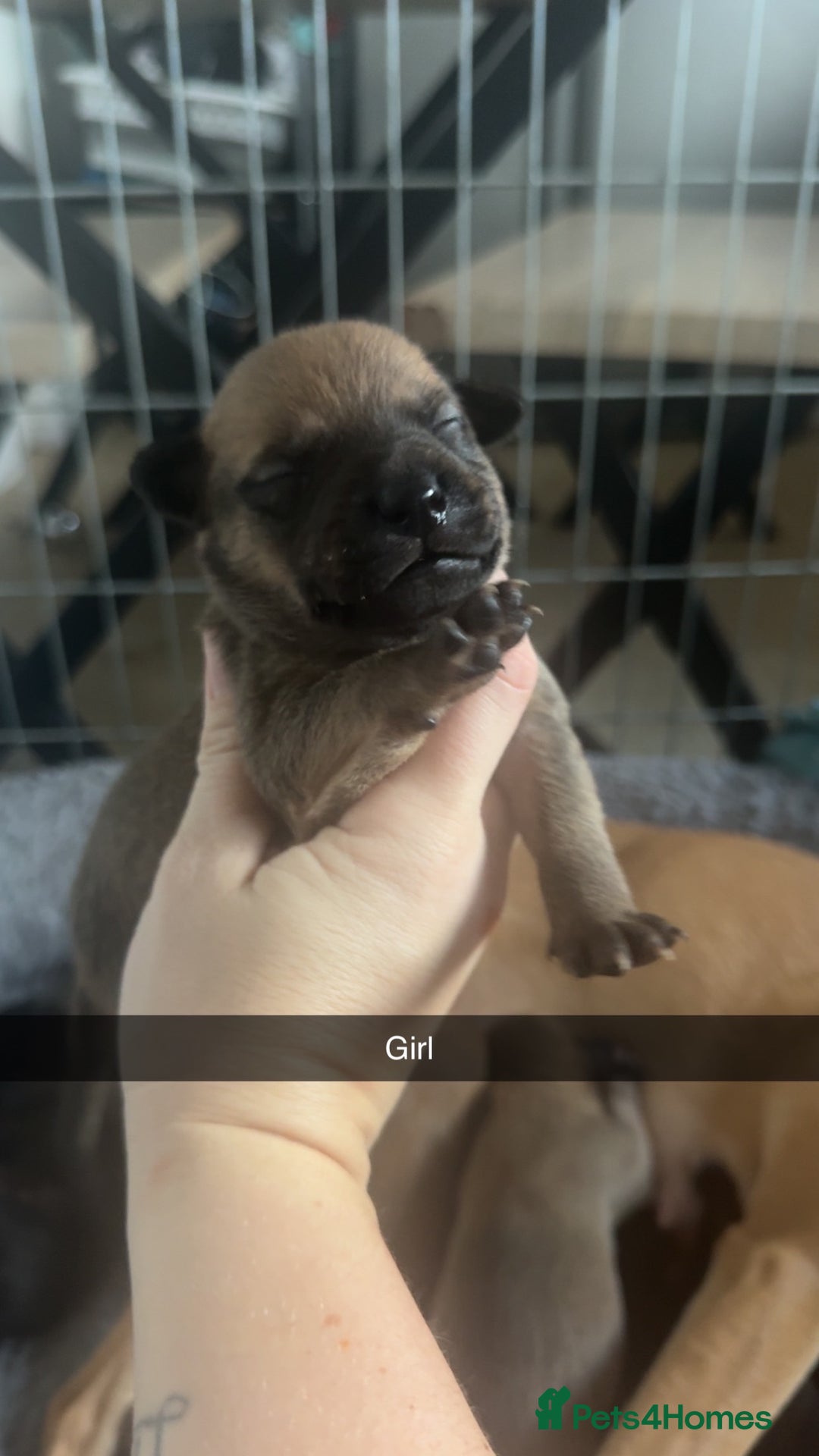 Mixed Breed dogs for sale: Staffy mixed breed pups  - Advert 4