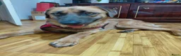 Mixed Breed dogs for adoption: 💙BLUE - The Last Mohican Waiting for His Turn💙🐾 - Advert 4