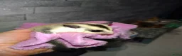 Sugar Glider rodents for sale: Stunning sugar gliders  - Advert 7