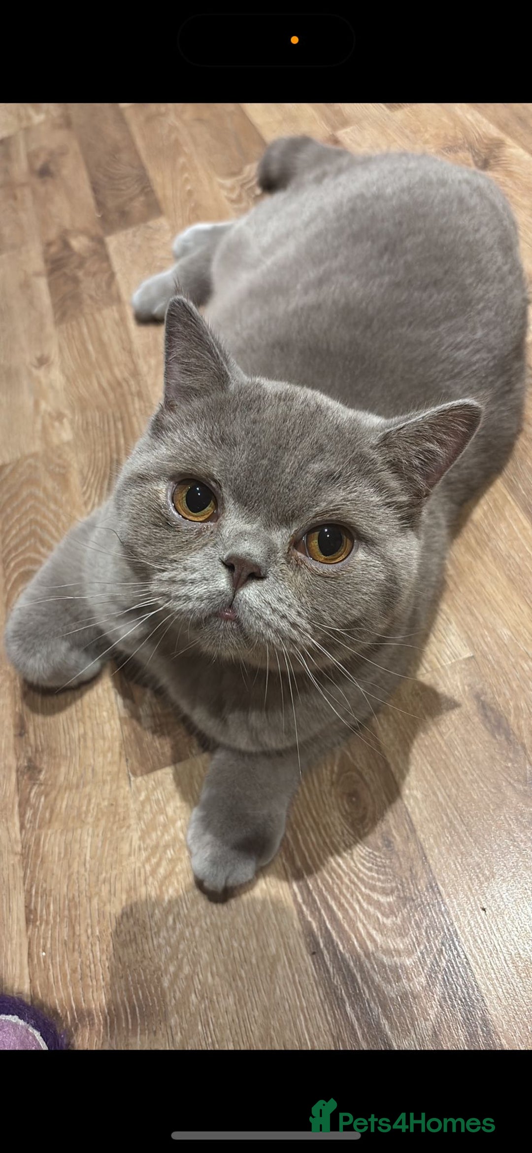 British Shorthair cats for sale: British Shorthair Male - Advert 2