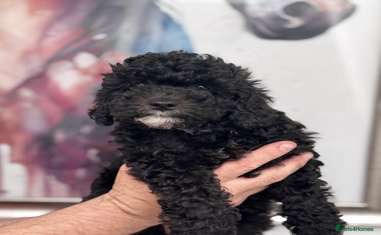 Cavapoo dogs - Advert 12