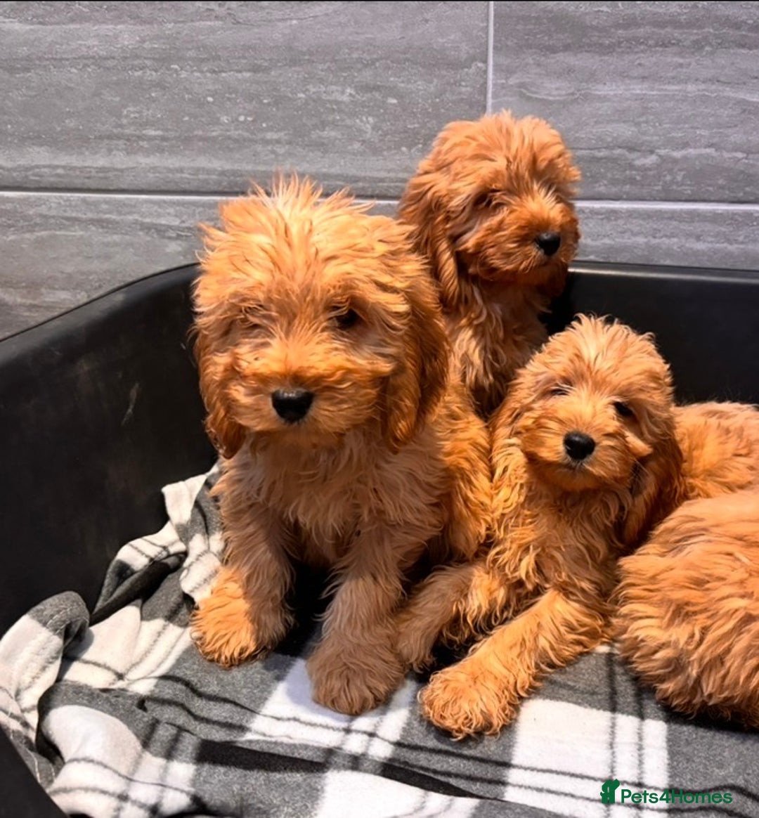 Cockapoo dogs for sale: Beautiful gold Cockapoo puppies - Advert 3