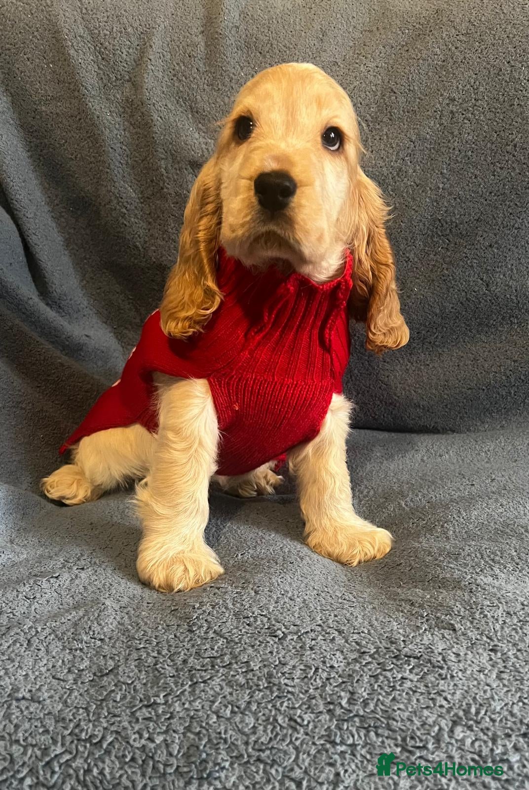 Cocker Spaniel dogs Quality, KC reg, show type cocker spaniel puppies - Advert 2