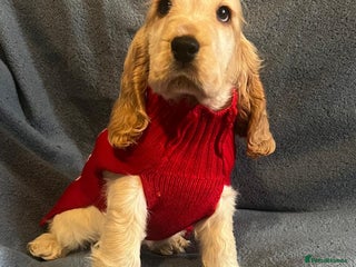 Cocker Spaniel dogs Quality, KC reg, show type cocker spaniel puppies - Advert 3