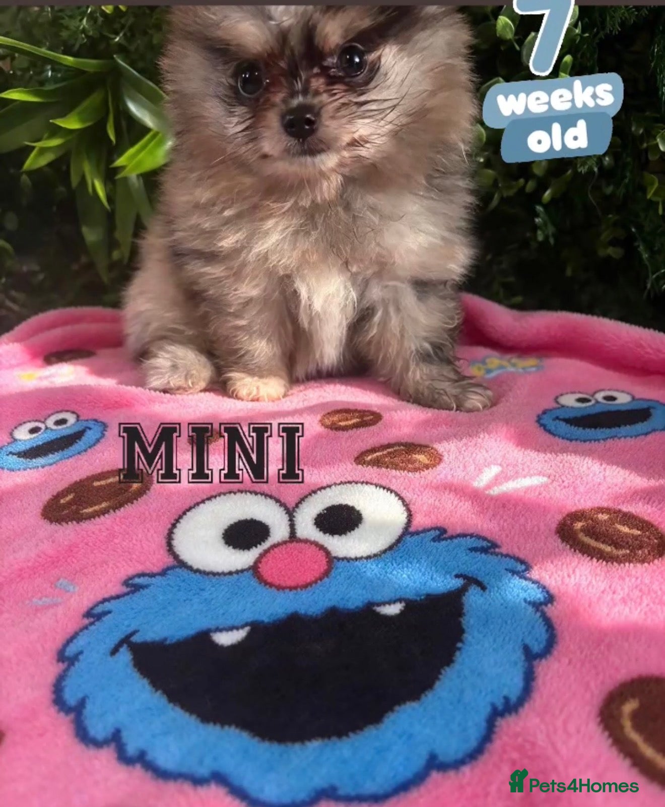 Pomeranian dogs ✨Four Mini Little Gems 💎🐾🐶✨💜🧡🩶🤎 - Advert 1