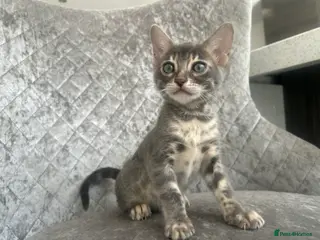 Bengal cats 💙Beautiful Blue Bengal Kittens - TICA Reg 💙 - Advert 3