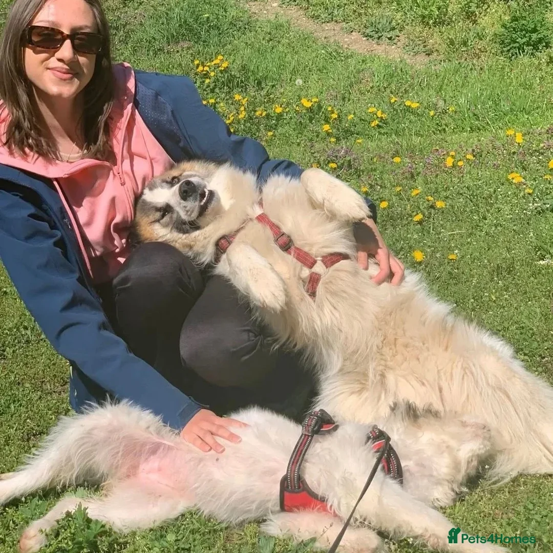 Mixed Breed dogs for adoption: Novie (Collie mix) - Advert 6