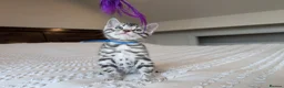 Bengal cats for sale: 🖤🩶🤍 Stunning Bengal Kittens 🤍🩶🖤 - Advert 32