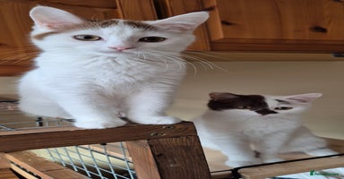 British Shorthair cats - Advert 15