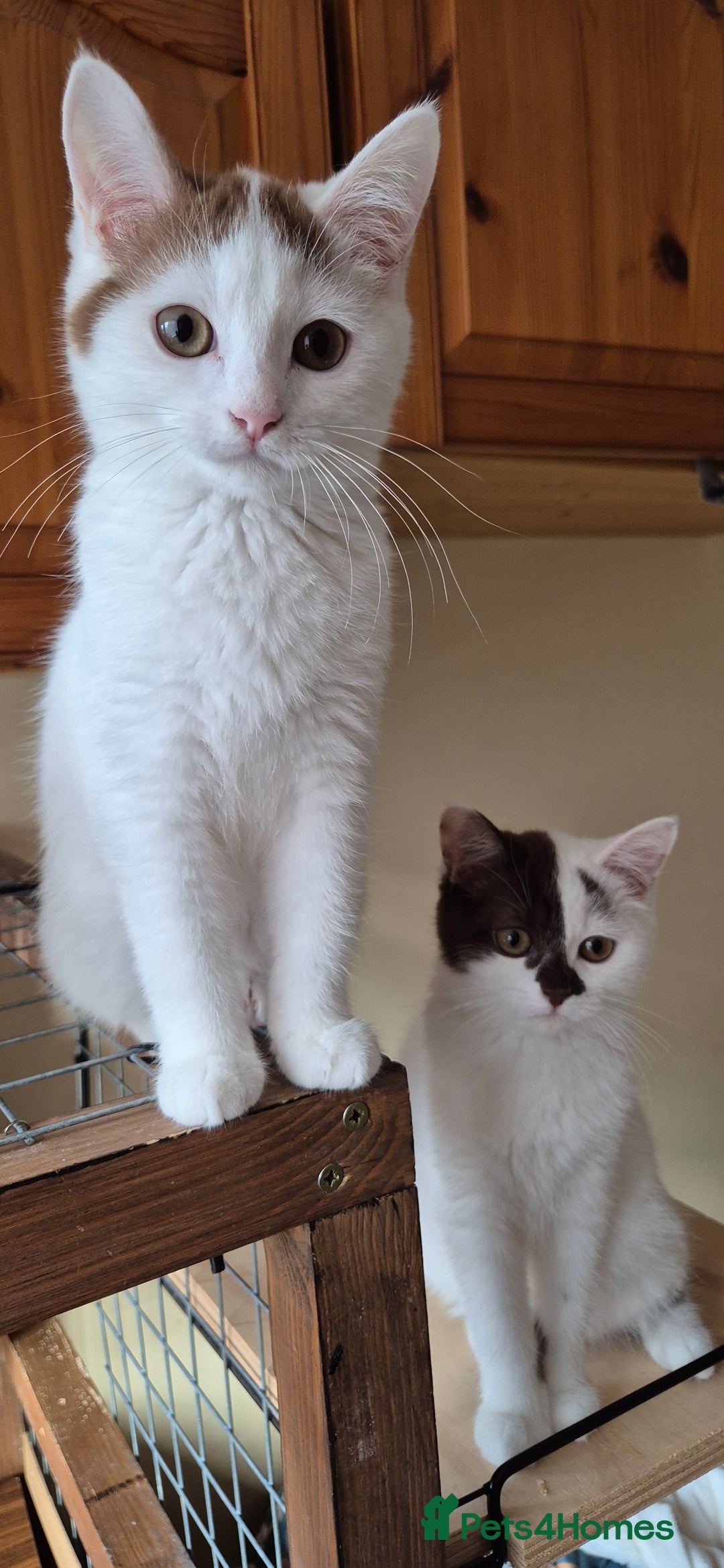 British Shorthair cats for sale: British Shorthair kittens  - Image 2