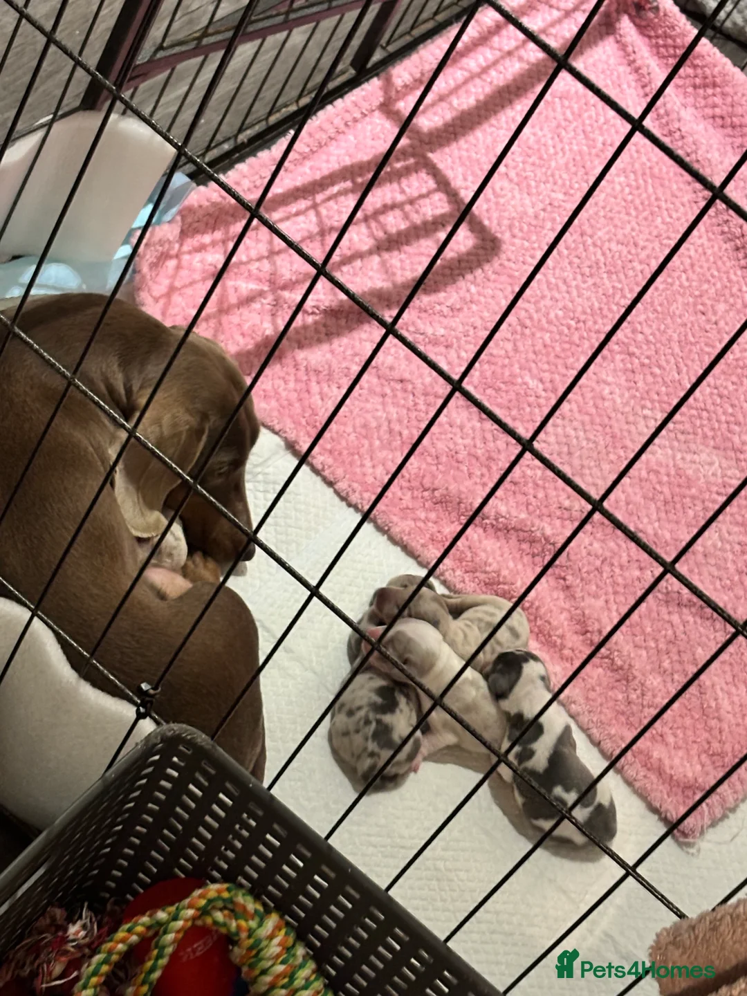 Dachshund dogs for sale: Miniature dashaund - Advert 6