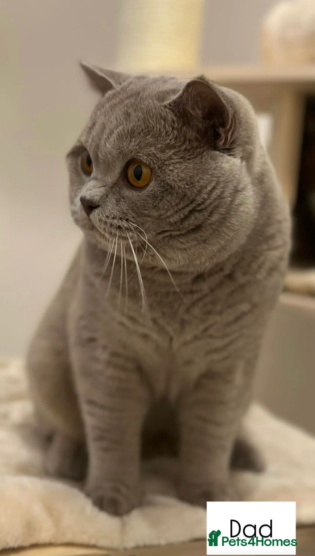 British Shorthair cats for sale: 🏆READY TO LEAVE GCCF BSH Kittens Female🏆  - Advert 8