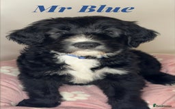 Mixed Breed dogs for sale: Adorable Sheepadoodle Puppies! - Image 7