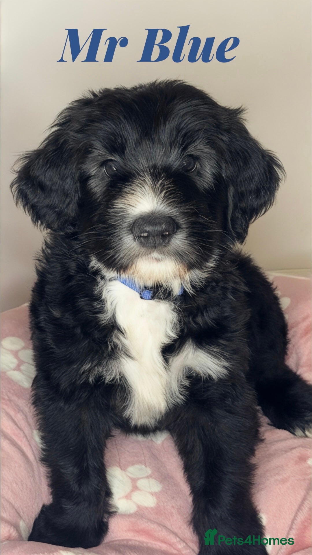 Mixed Breed dogs for sale: Adorable Sheepadoodle Puppies! - Image 7