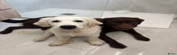 Golden Retriever dogs for sale: Bear- KC REGISTERED CHAMP LINES GOLDEN BOY - Advert 3