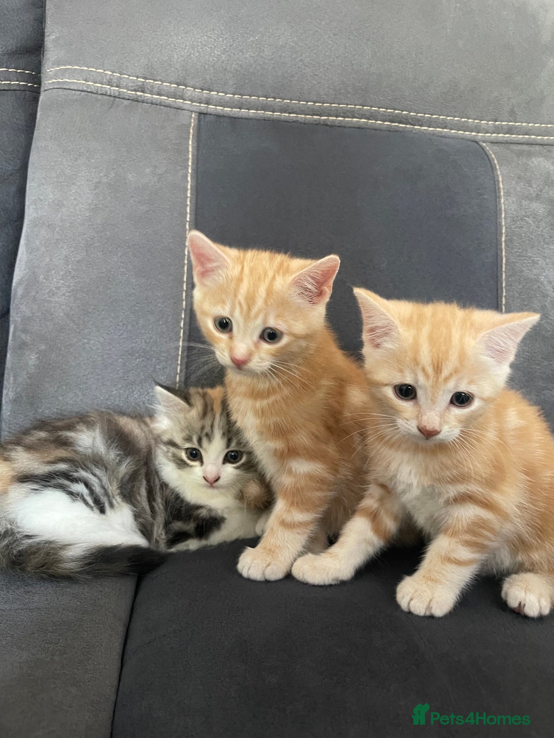 Mixed Breed cats for sale: Stunning long haired kittens  - Image 2