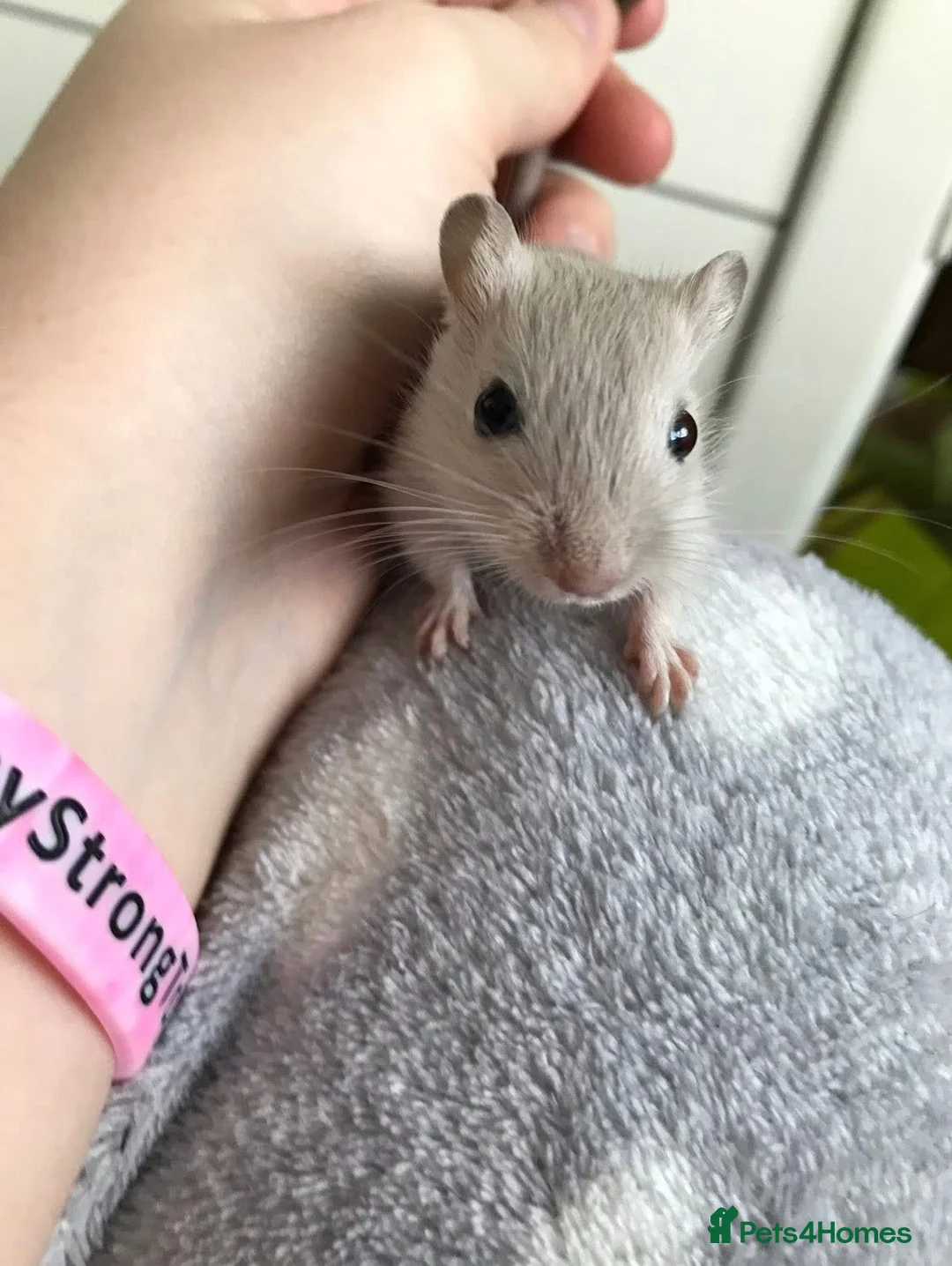 Gerbil rodents for sale: Friendly baby gerbils (most girls) lots of colours - Advert 1