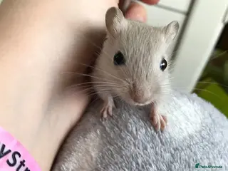 Gerbil rodents Friendly baby gerbils (most girls) lots of colours - Advert 2