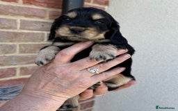 Cocker Spaniel dogs for sale: KC reg show cocker spaniel puppies in Wisbech - Image 8