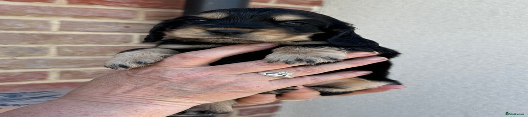 Black and Tan girl Puppy 4