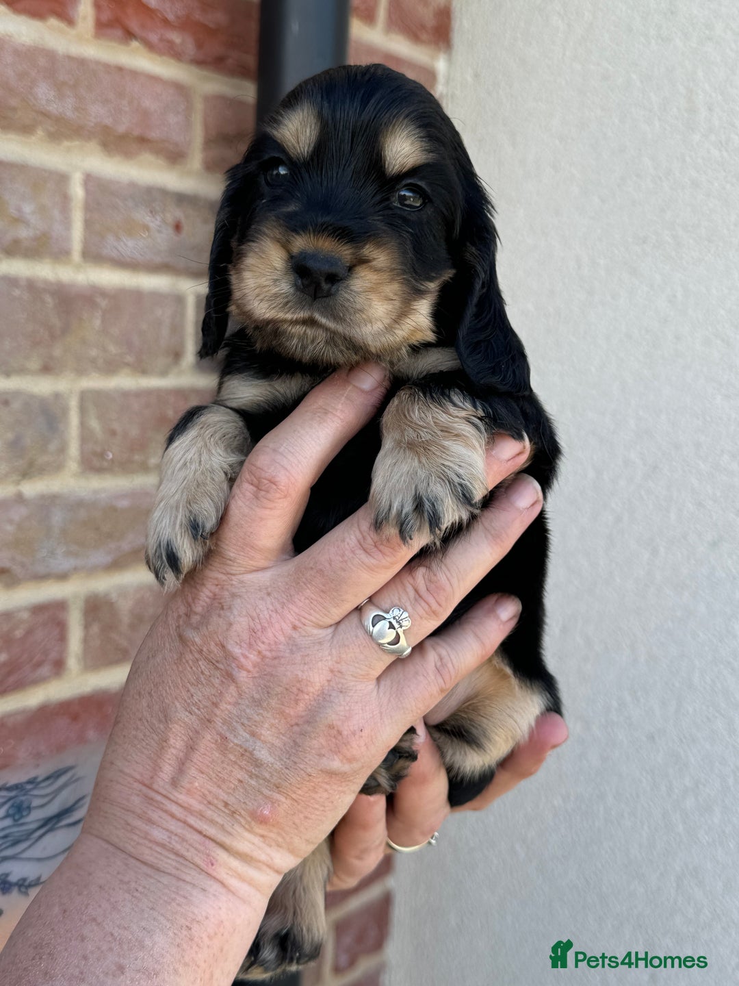 Cocker Spaniel dogs for sale: KC reg show cocker spaniel puppies in Wisbech - Image 8