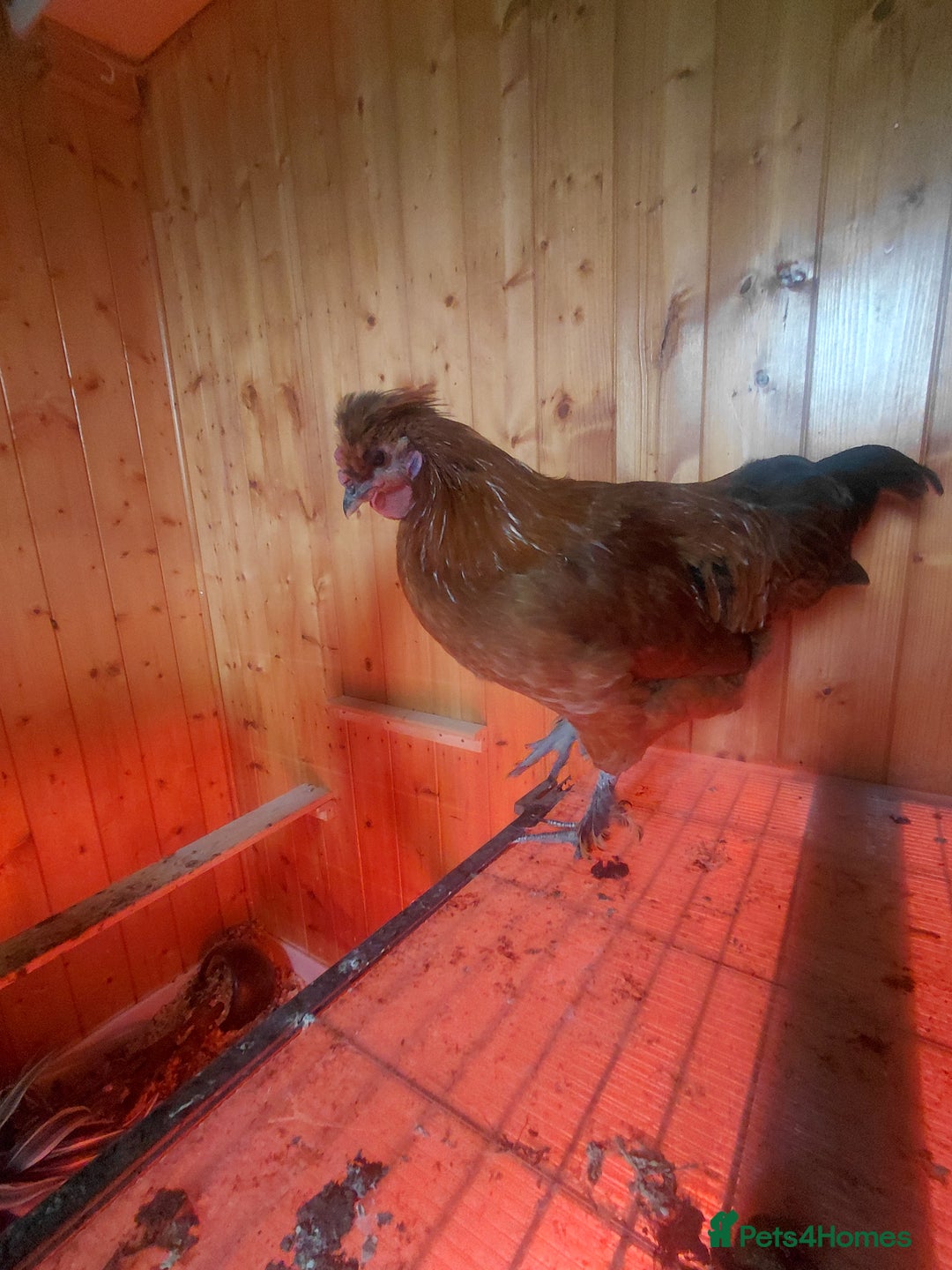 Mixed Breed birds for sale: 2 pullets and a cockerel  - Advert 2