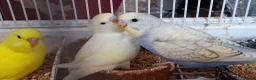 Mixed Breed birds for sale: Budgies for sale  - Advert 12