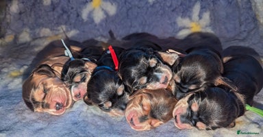 Cocker Spaniel dogs - Advert 4