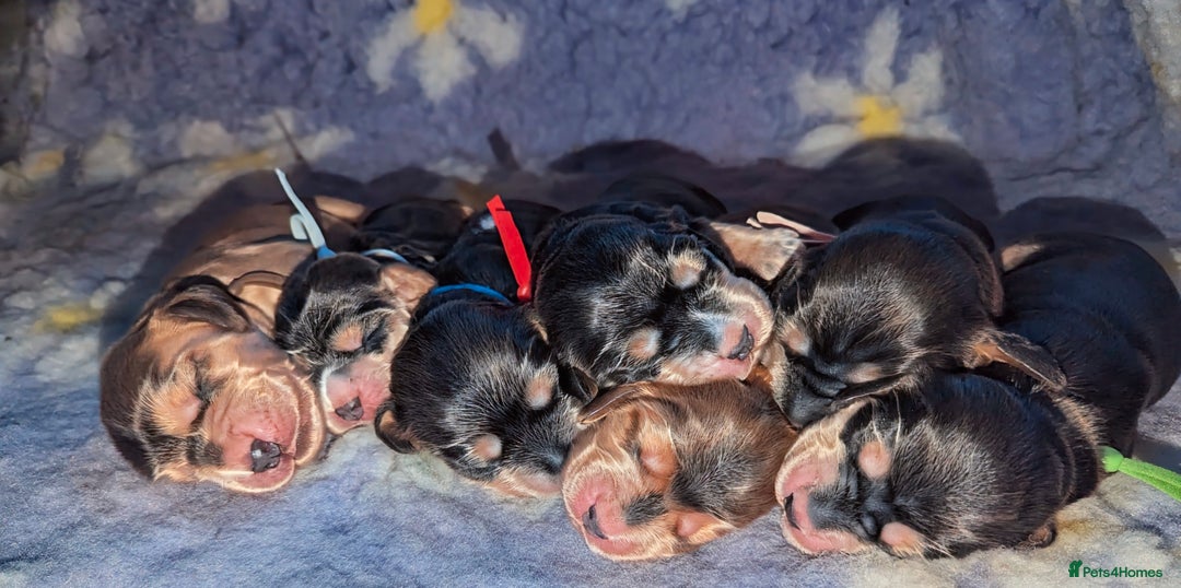 Cocker Spaniel dogs for sale: Champion bloodline sable show cocker puppies  - Image 2